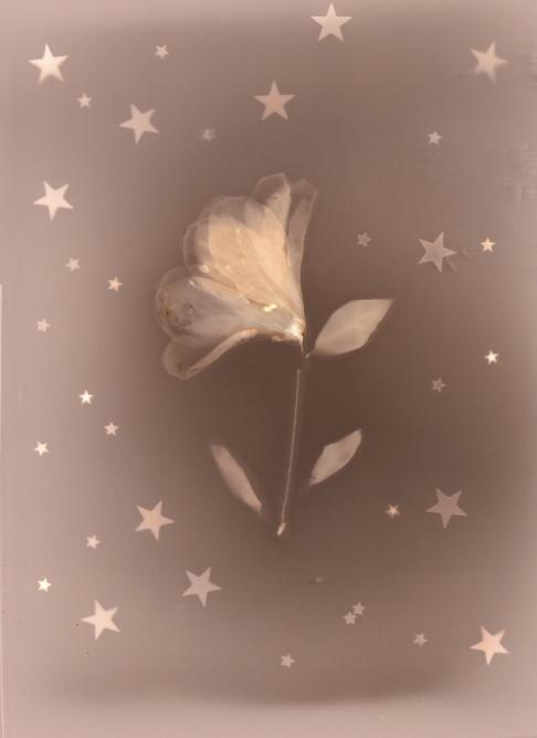 Azalea & Stars by Natasha Sanchez | A sparkly Lumen print created with black and white photo paper, azaleas, metallic stars and the sun! Azalea & Stars